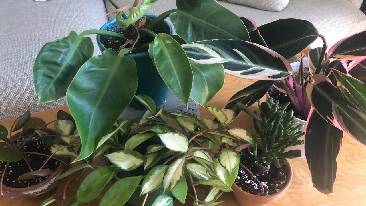 houseplants on a table