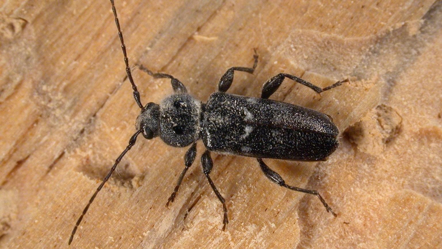 old house borer beetle