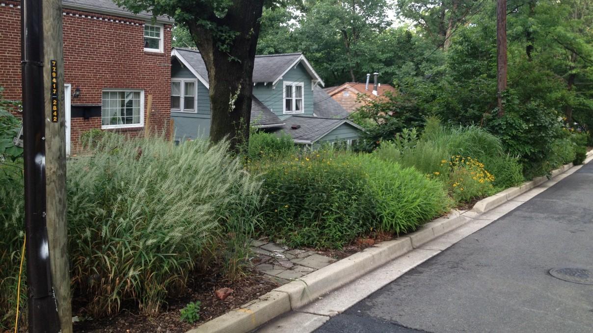 native grasses and other native plants in an urban garden setting