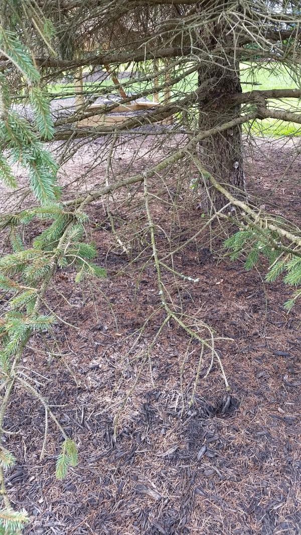 blue spruce dying branches - cytospora symptoms