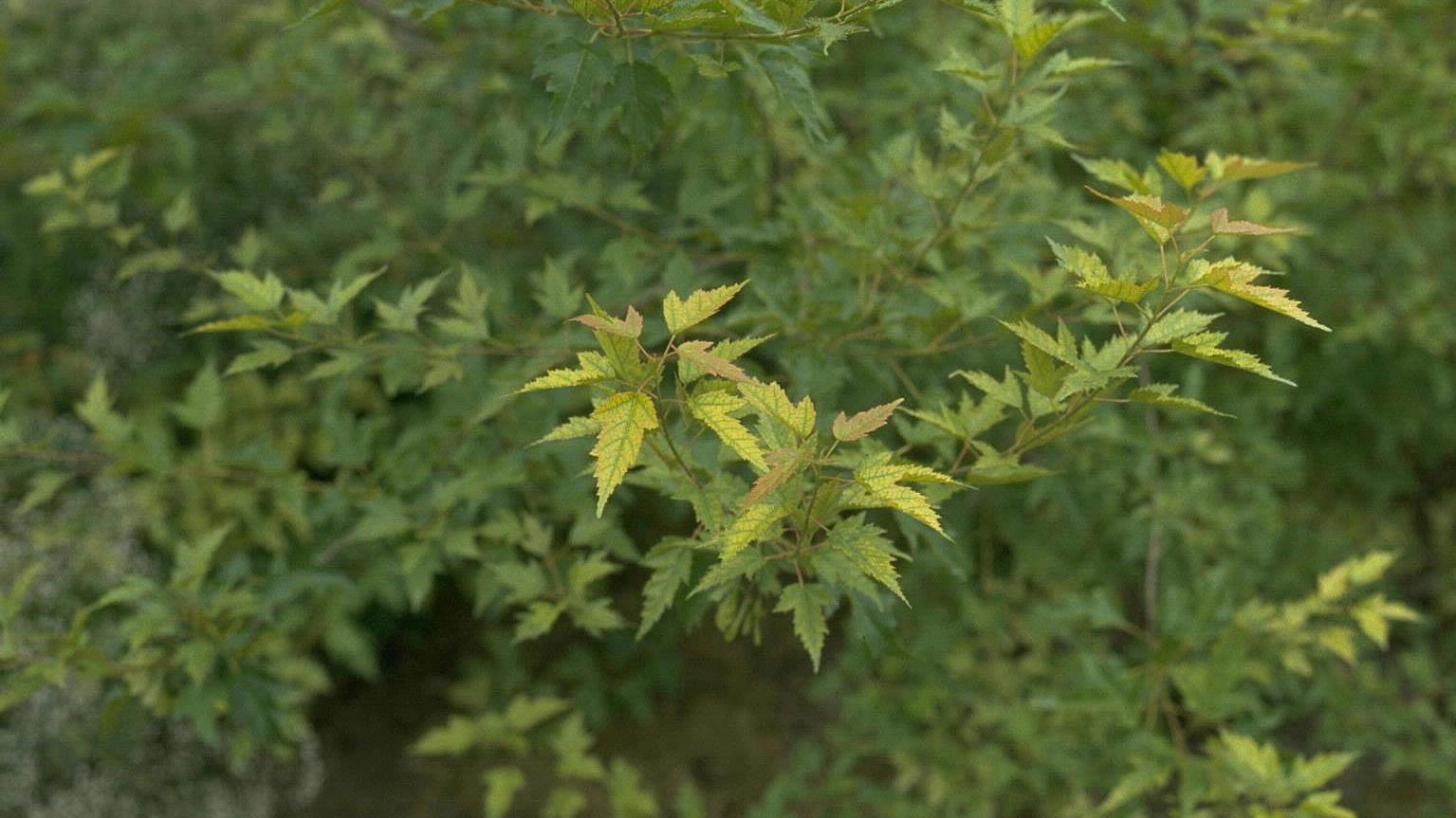nutrient deficiency symptoms - yellowing leaves on maple tree
