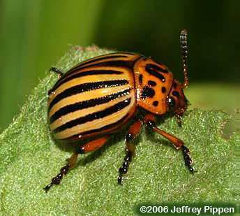 Healthy Colorado potato beetle (CPB)