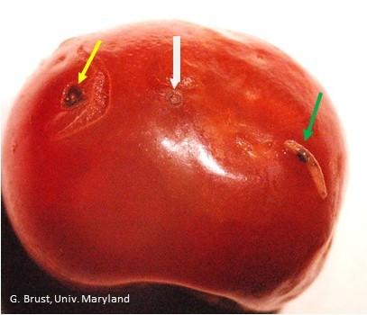 Cherry fruit with SWD oviposition sting (white arrow), exit hole for maggot (yellow arrow) and the maggot (green arrow)