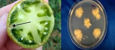 Tomato with increased BSMB damage (arrow) and it's corresponding plate with much greater E. coryli growth over same time period.