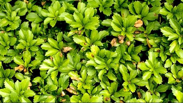 volutella symptoms on a bed of pachysandra