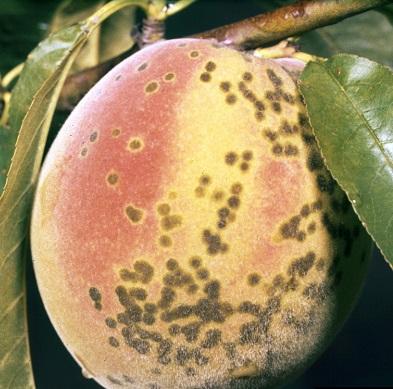 splotches and spots on peaches