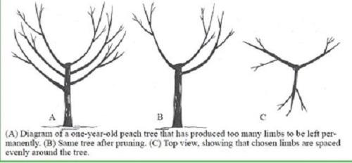 illustration of pruning peach and cherry trees 