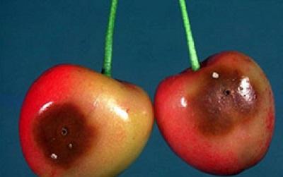 Cherry fruit fly damage on a ripe cherry 