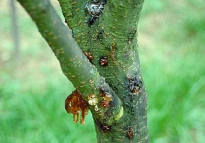 thick sap running from a wound on a peach tree trunk