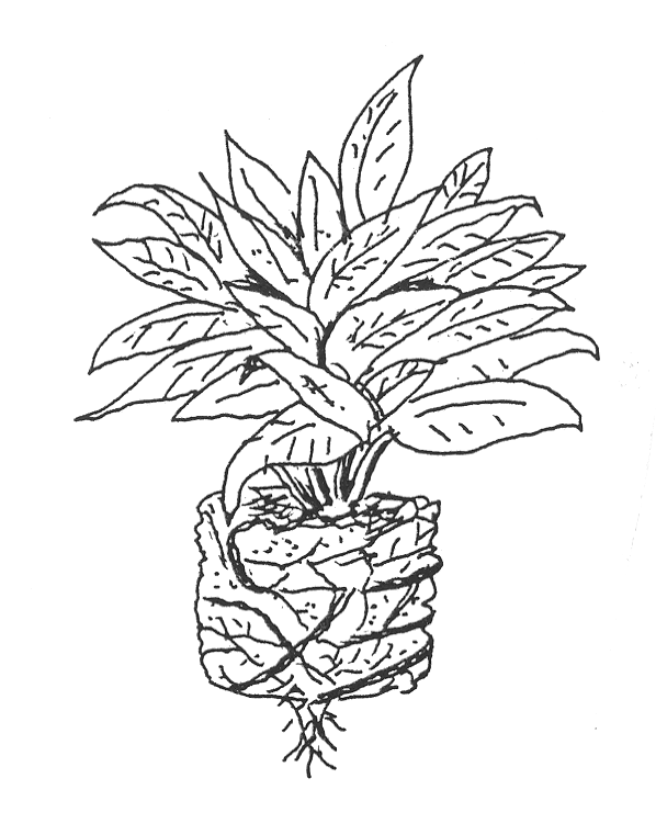 Potbound plant with circling roots
