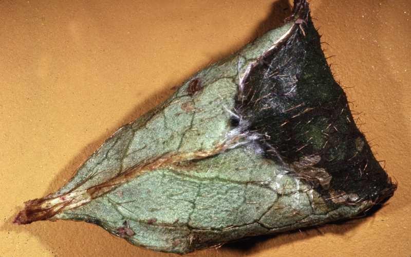 Azalea Leafminer (late instar)