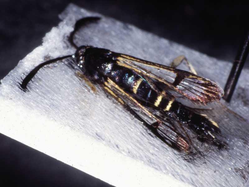 Rhododendron Borer (adult)