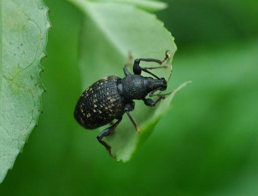 Black Vine Weevil (adult). Photo: M. Raupp, University of Maryland