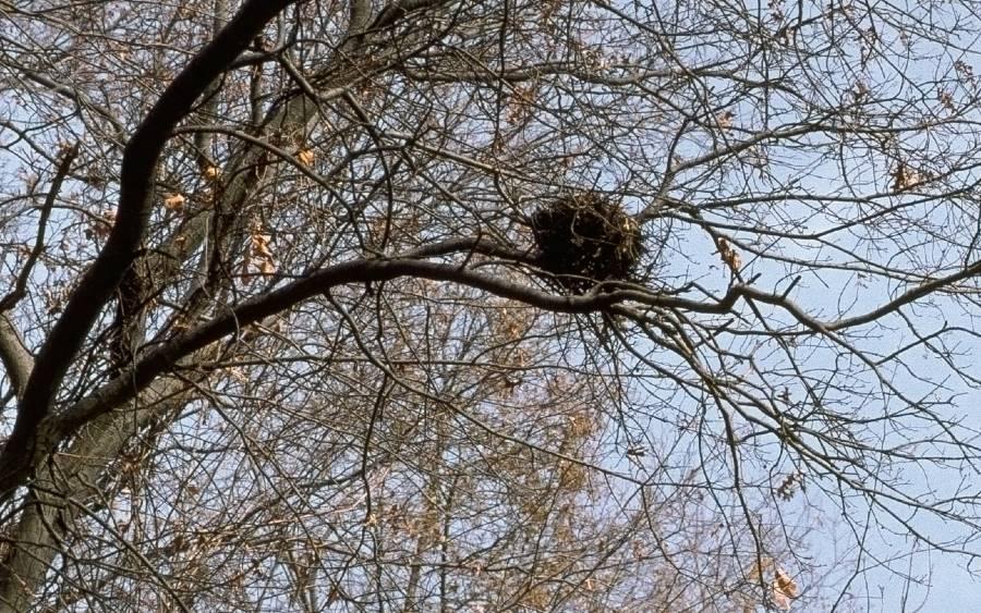 Squirrel nest in branches