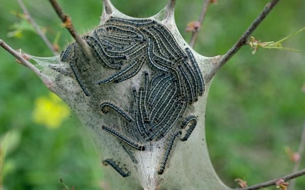 tent caterpillar nest