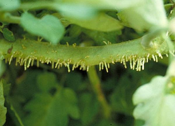 growths or adventitious roots on tomato stem 