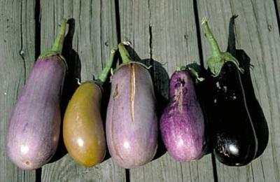 uneven ripening of late season eggplants