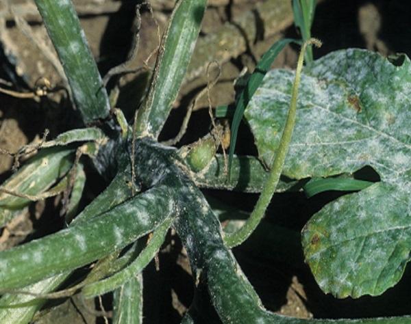 powdery mildew on stems and leaves