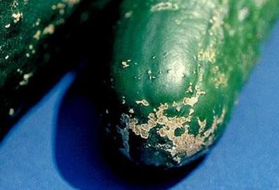 Cucumber beetle damage on fruit