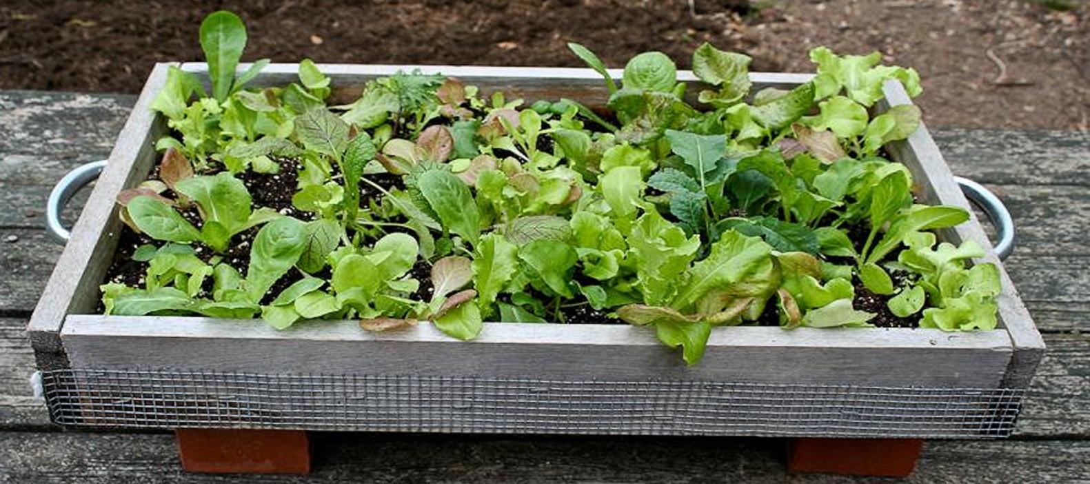 Salad box full of greens ready to be harvested