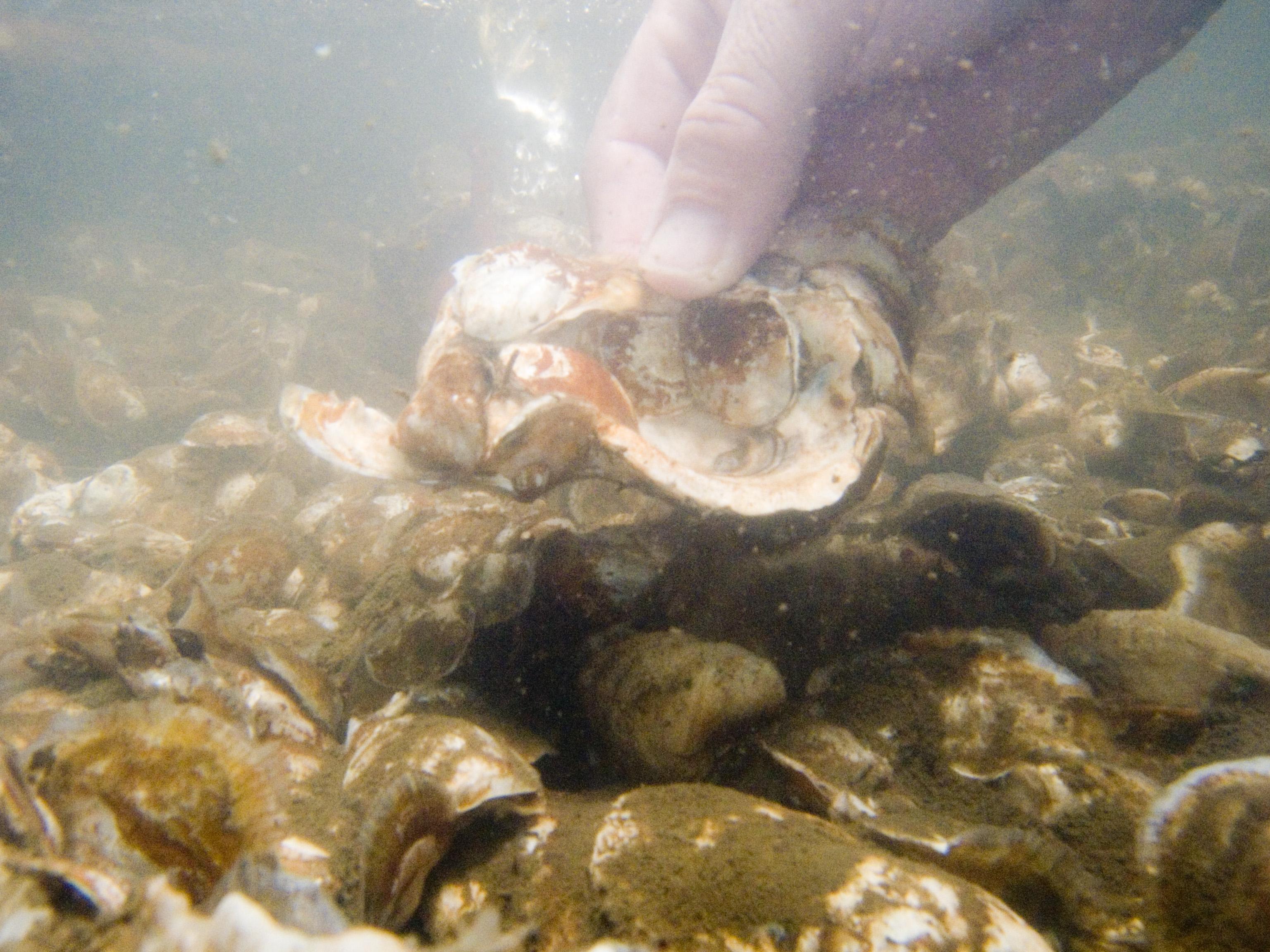 Underwater Oyster Photo