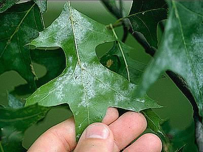 Powdery mildew on oak leaf  