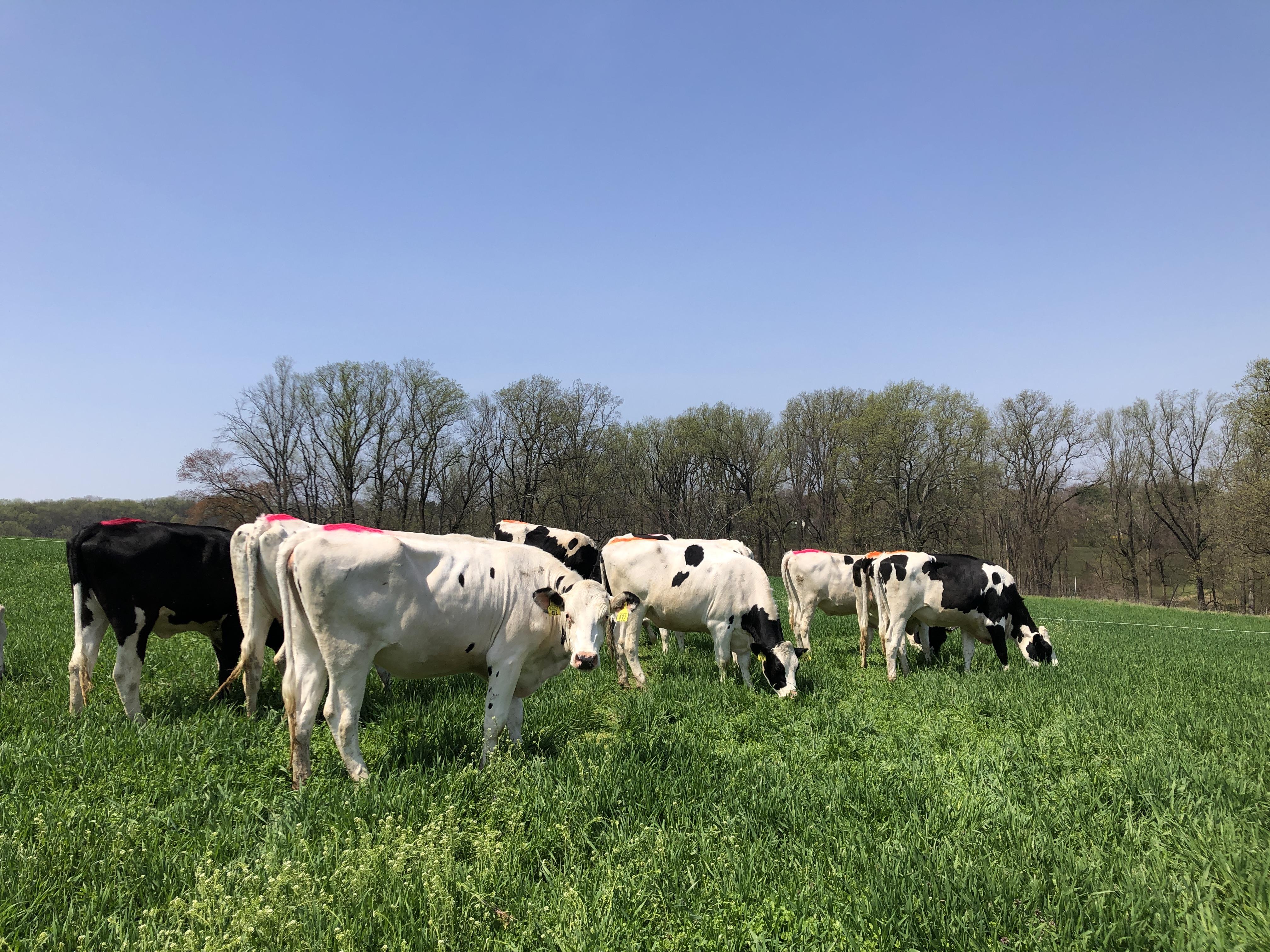 Dairy heifers grazing triticale