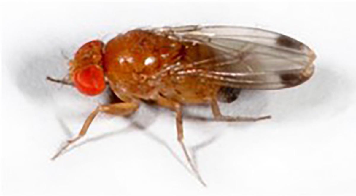 Figure 1. Adult male flies are 2-3 mm long and may be seen on the outside of fruit. (Photo by Martin Hauser)