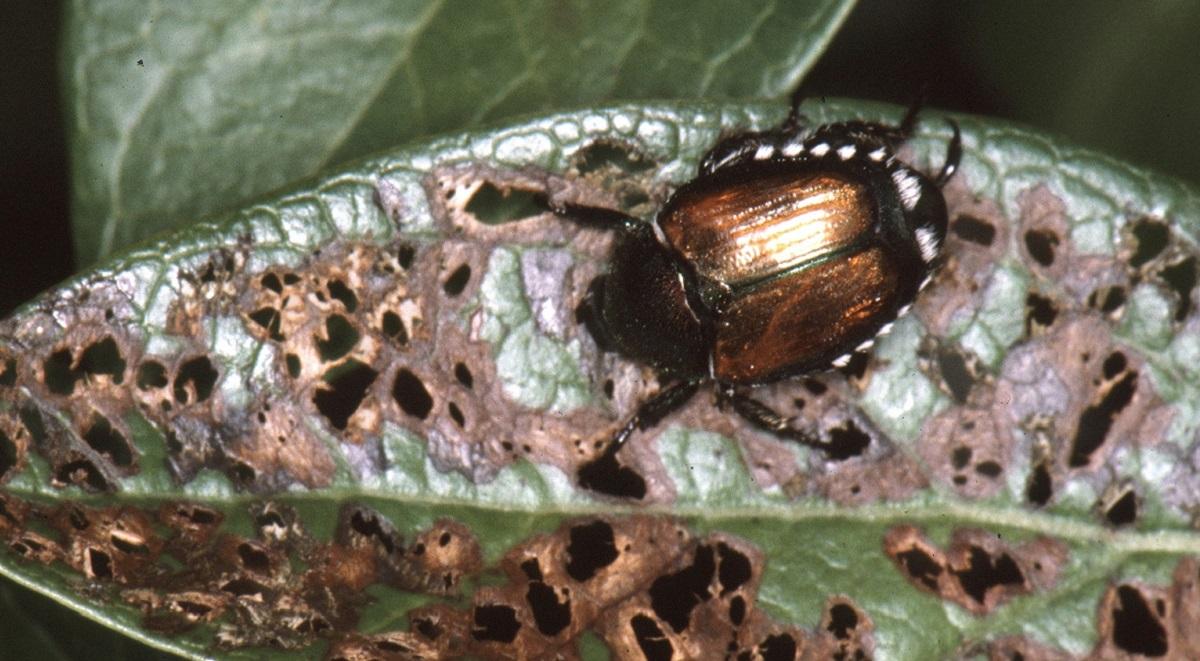 Japanese beetle and damage to a blueberry leaf