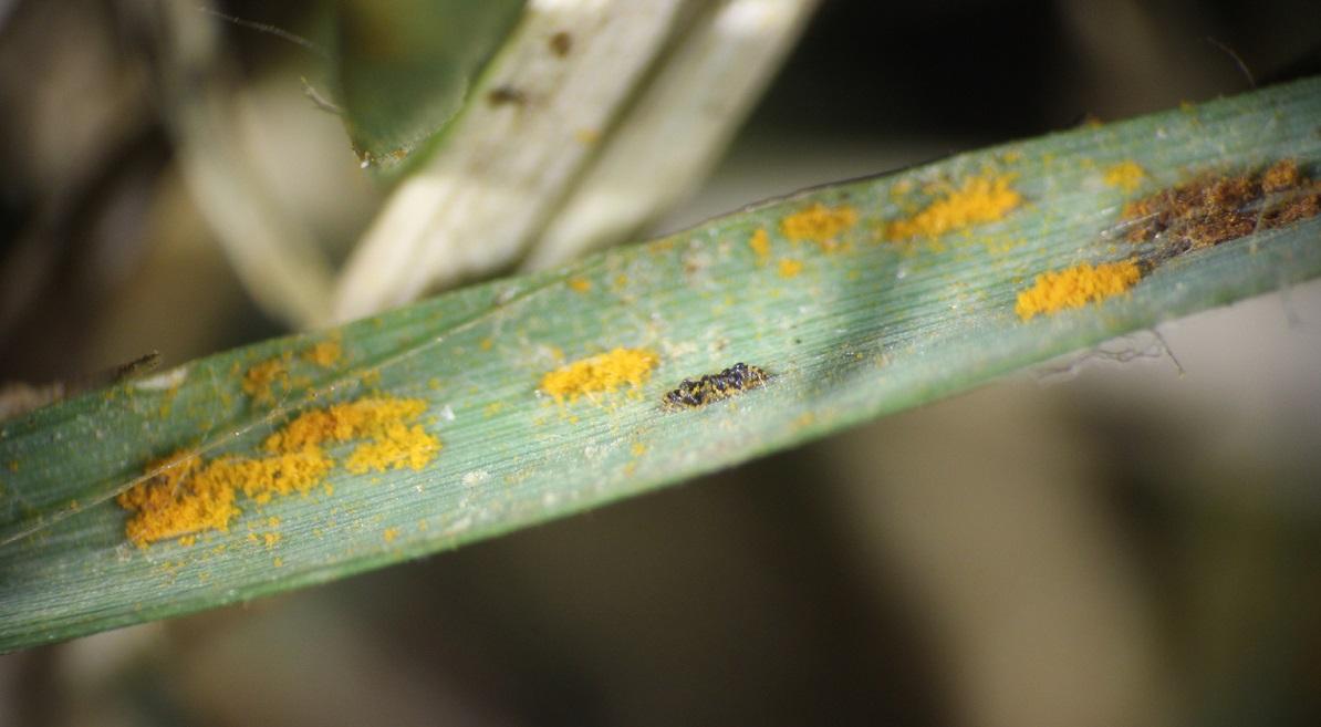 closeup of rust spores on zoysia