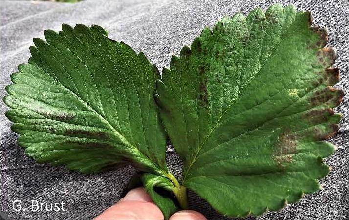 Fig. 1 Dark spots on strawberry leaves often mistaken for the start of foliar diseases