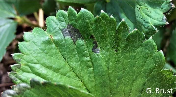 Fig. 2 Dark spots on strawberry leaves often mistaken for the start of foliar diseases