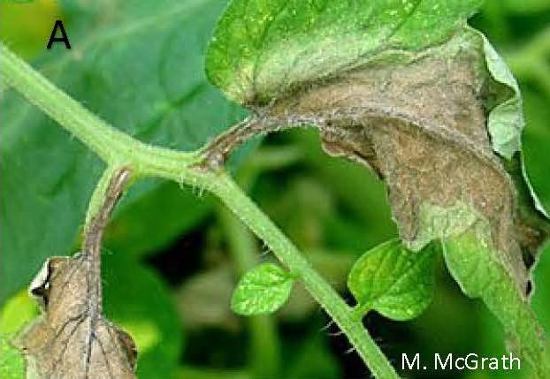 Late blight lesion on tomato leaf