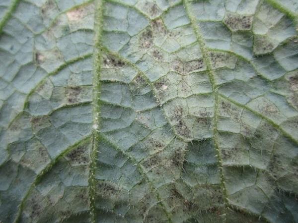 downy mildew fungal spores on the bottom of an infected leaf