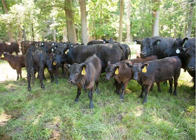 Cattle with calves