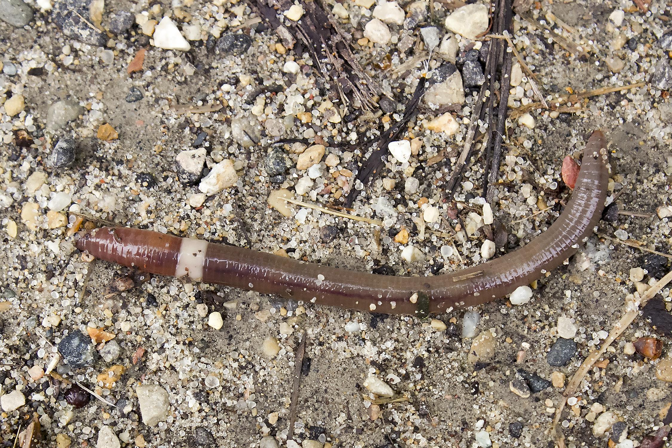 an adult invasive earthworm