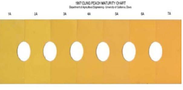 Figure 1. Peach background color chart (1 to 7 scale). Image adapted from How to use a color chart. Source: UC Davis Postharvest Center.