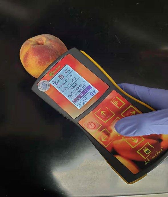 Figure 2. Using a DA meter to quantify the Index of Absorbance Difference (IAD) in peach which relates to the actual content of chlorophyll-a in the fruit skin. Source: Yixin Cai, University of Maryland.
