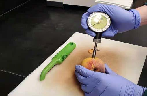 Figure 4. Using a hand-held penetrometer to measure the flesh firmness of peach. Source: Yixin Cai, University of Maryland.