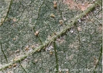 Figure 1. Spider mites on underside of soybean leaf viewed through 10x hand lens.