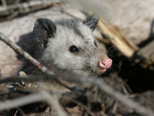 Virginia Opossum. Photo courtesy US Fish & Wildlife Service