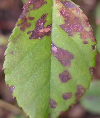 downy mildew leaf spots on rose