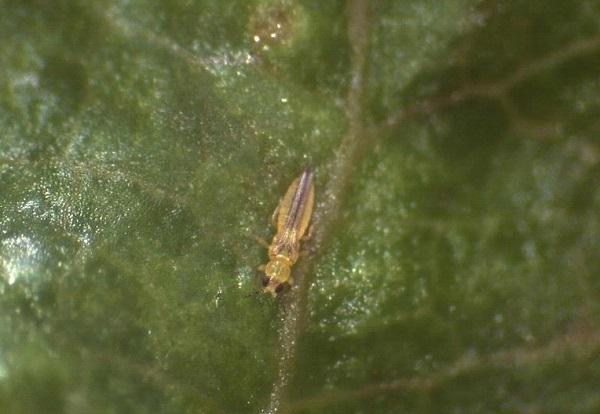 thrips on rose