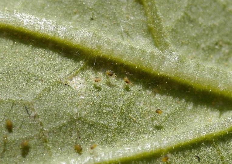 spider mites on underside of leaf