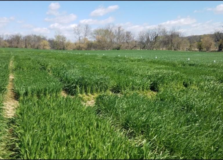 Forage cereal cover crop variety study at the Central Maryland Research and Education Center