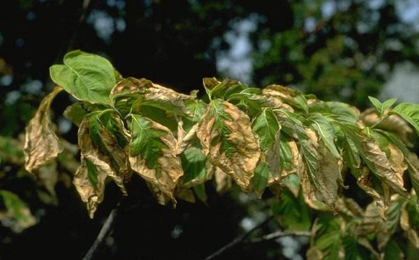 dogwood leaves with brown leaf edges