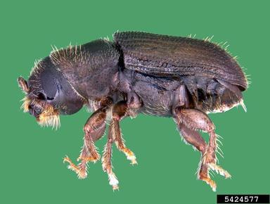 Southern pine beetle. Photo by Erich G. Vallery, USDA Forest Service - SRS-4552, Bugwood.org