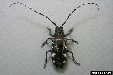 Adult Asian Longhorned beetle. Photo by Donald Duerr, USDA Forest Service, Bugwood.org.