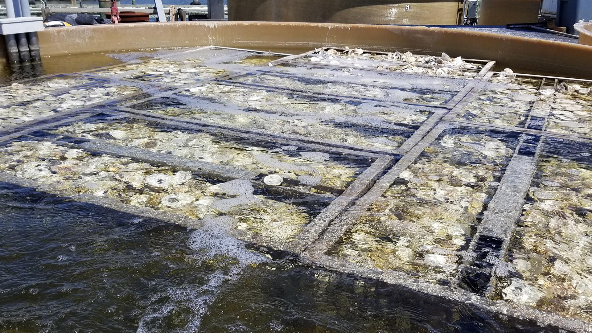 Image of Hatchery tanks full of oysters