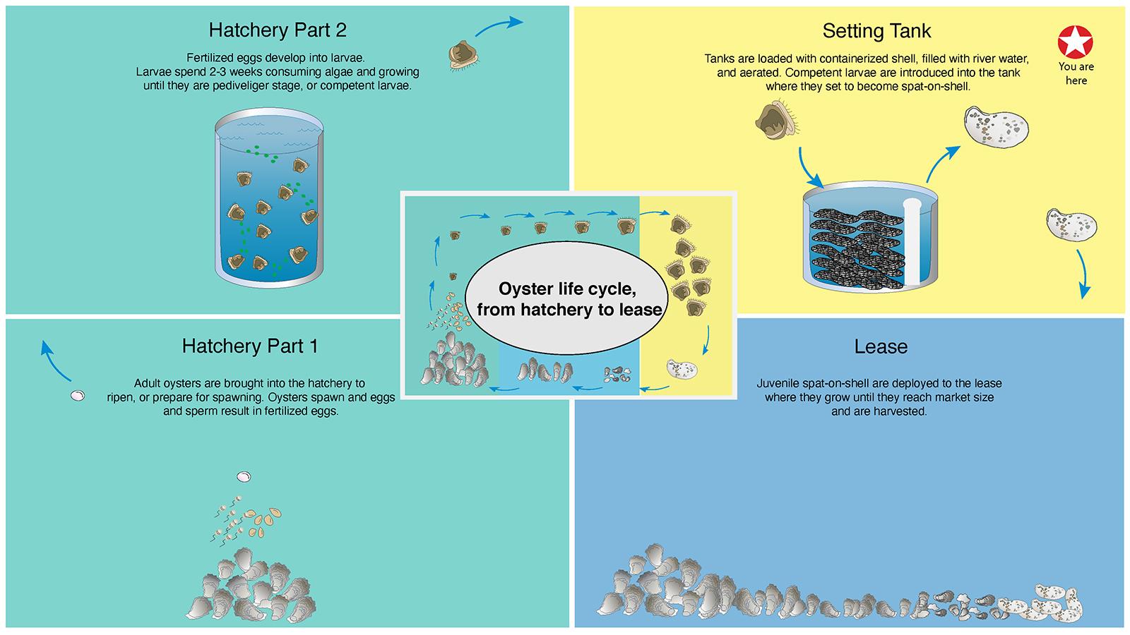 Graphic depicting the life cycle of an oyster from hatchery to lease